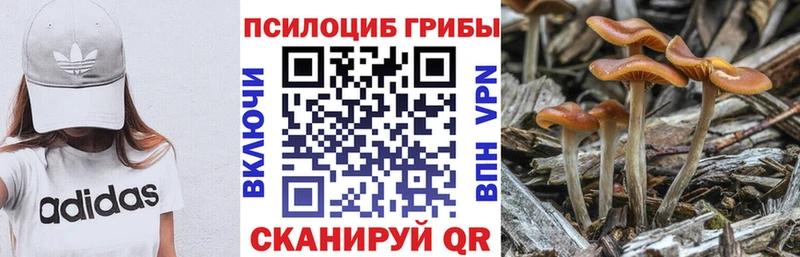 darknet формула  Новомосковск  Псилоцибиновые грибы Psilocybe 